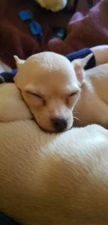 Süßer Chihuahua-Welpe Rüde in liebevolle Hände abzugeben -