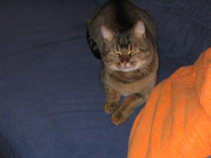Katze / Kater am 03. 11. 2022 in Berlin-Friedrichshain zugelaufen / gefunden