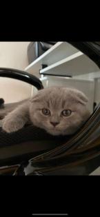 British Fold Kitten grau