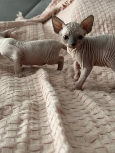 Sphinx Kitten nackt Katzen