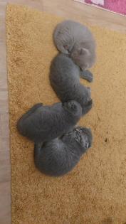 BKH Baby Kitten aus Nürnberg