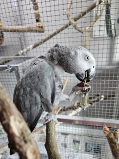 Graupapagei Henne gesucht