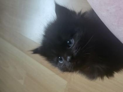 Norwegisch-sibirische Waldkatzenbabys 12 Wochen