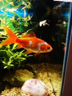 Goldfisch sucht neues Zuhause