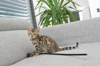 Süße Bengal-Kätzchen suchen ein liebevolles Zuhause
