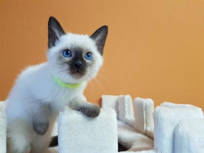 Thaikatze alte Art der Siam Kater Siamkater