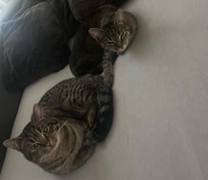 BKH/ EKH Kitten Babykatzen