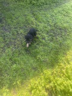 Schäferhund Mix Welpen zu verkaufen