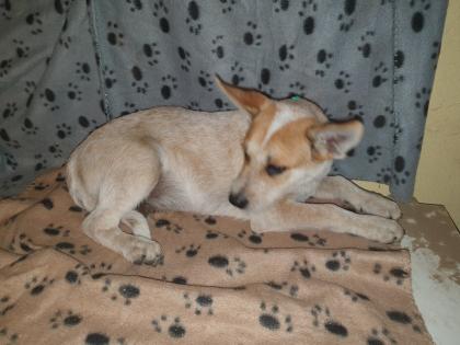 Australien Cattle Dog Mix Texas Heeler Australien Cattle dog x Shepard