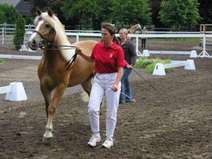 Wunderschöne 3 5jährige Edelblut Haflinger