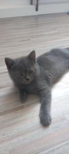 Sehr süsse Katzenbabys