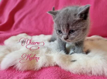 Britisch Kurzhaar Kitten