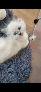 Ragdoll Kitten suchen ein zuhause