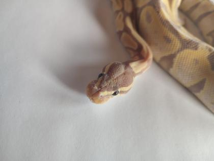 Königspython regius Banan