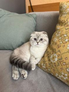 Katze britisch kurze Haare