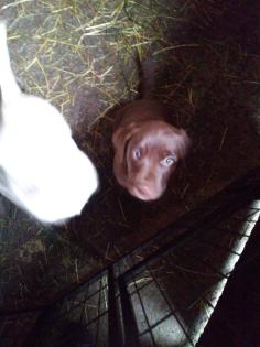 Labrador Welpe braun Mädchen