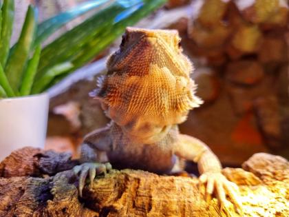 Bartagame weiblich zu verkaufen