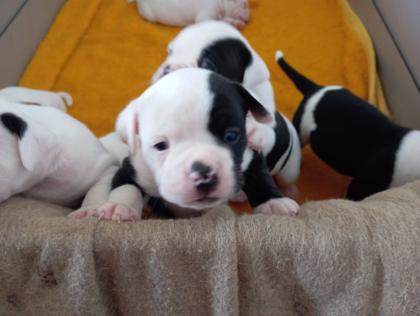 American Bulldog Welpen suchen Traumschloss