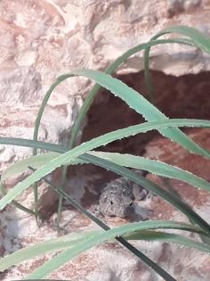 3 Skorpionschwanzgeckos abzugeben