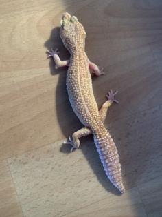 0. 1 Aptor Handycap Leopardgecko sucht liebevolles Zuhause Nz 18