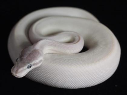 0. 1 Super Mojave poss GHI 2022