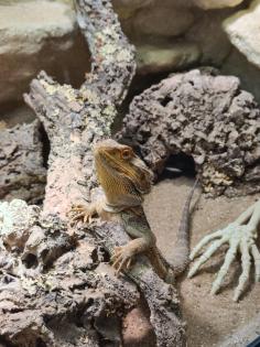 Bartagame m mit großem Terrarium Quarantäneterrarium inkl. Beleuchtung und viel Zubehör
