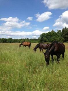 Super Paint Horse Stute / ready to show / Black
