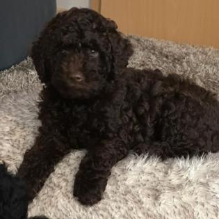 Goldendoodle Welpen