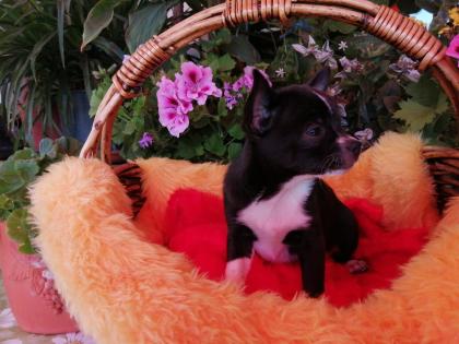 Süßer Chihuahua-Welpe