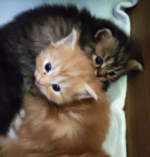 BKH und BLH Kitten suchen liebevolles Zuhause