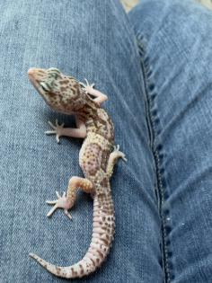 1. 0 Raptor Het Diablo blanko Leopargecko Männchen Enz 22 Übergabe Houten oder Hamm möglich snake r