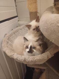 Ragdoll-Kätzchen suchen ein neues liebevolles Zuhause