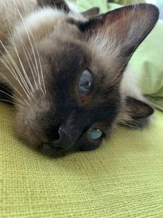 Kitten Siam / Balinese