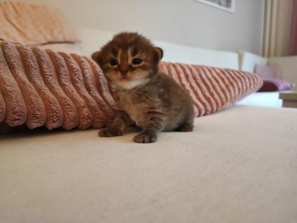 Ragdoll Main Coon Kitten suchen Zuhause