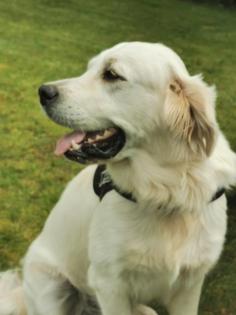Rüde sucht Hündin zum Decken Deckrüde Golden Retriever