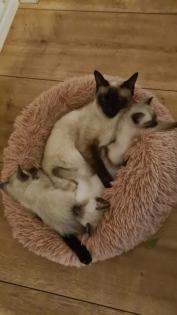 Siam Seal-Point Kitten