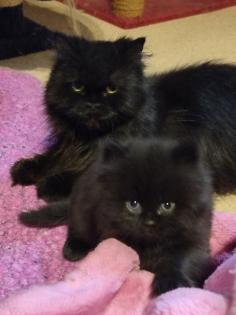 Reinrassige Perser Kitten