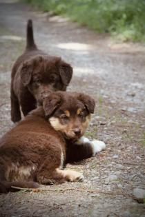 BORADOR Welpen Border Collie und Labrador Retriever Mix