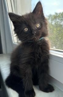 Maine Coon Alter-Moderator Typ mix