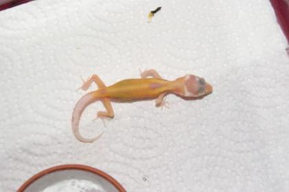 Leopardgecko NZ 2022 in verschiedenen Farbvarianten