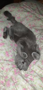 Russisch blau Kitten Kater ab Mitte Juni zur Abgabe