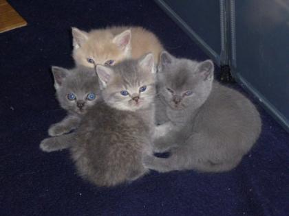 Reinrassige süße Britisch-Kurzhaar Kitten warten auf Dich