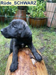 Bildhübscher schlauer Ridgeback Mix - 1x Rüde 8x Hündin