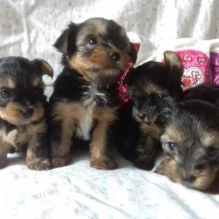 Yorkshire Terrier Mini Welpen