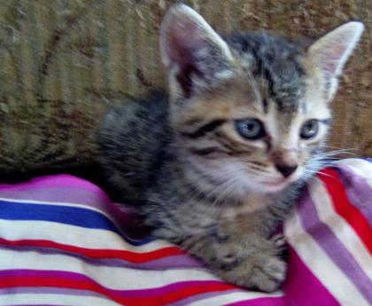 Kaetzchen Babykatzen