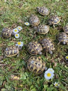 Griechische Landschildkröten aus Nachzucht 2021 und 2022 Testudo-hermanni-boettgeri