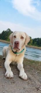 Labrador Deckrüde champagner Silberträger