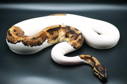 1. 0 Orange Dream Pied Proven Breeder