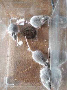 Farbmaus Männchen abzugeben und auch als Tausch ein gesuch