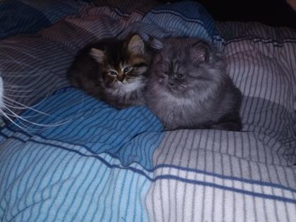 Perser Katze mit Nase